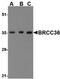 BRCA1/BRCA2-Containing Complex Subunit 3 antibody, PA5-20426, Invitrogen Antibodies, Western Blot image 