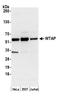 WT1 Associated Protein antibody, A301-436A, Bethyl Labs, Western Blot image 