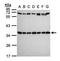 Ribosomal Protein S3A antibody, orb73670, Biorbyt, Western Blot image 