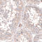 hLib antibody, HPA035503, Atlas Antibodies, Immunohistochemistry frozen image 