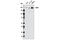 LDL Receptor Related Protein 5 antibody, 5731S, Cell Signaling Technology, Western Blot image 