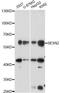 Sestrin 2 antibody, A14220, ABclonal Technology, Western Blot image 