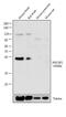 POU Class 3 Homeobox 4 antibody, 711871, Invitrogen Antibodies, Western Blot image 