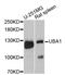 Ubiquitin Like Modifier Activating Enzyme 1 antibody, STJ114237, St John
