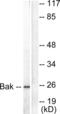 BAK1 antibody, abx013024, Abbexa, Western Blot image 