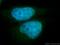 CCCTC-Binding Factor Like antibody, 11074-2-AP, Proteintech Group, Immunofluorescence image 