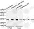Cyclin Dependent Kinase 1 antibody, AP0016, ABclonal Technology, Western Blot image 