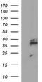 Synaptophysin antibody, TA506507, Origene, Western Blot image 