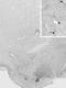 Nitric Oxide Synthase 1 antibody, NB100-858, Novus Biologicals, Immunohistochemistry frozen image 