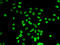 Actin-like protein 6B antibody, LS-C346230, Lifespan Biosciences, Immunofluorescence image 