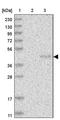 Proline Rich Nuclear Receptor Coactivator 1 antibody, PA5-56272, Invitrogen Antibodies, Western Blot image 