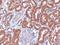 Renalase, FAD Dependent Amine Oxidase antibody, NB100-1493, Novus Biologicals, Immunohistochemistry frozen image 