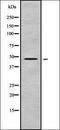 Forkhead Box D4 Like 5 antibody, orb338316, Biorbyt, Western Blot image 
