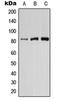 Phosphoinositide-3-Kinase Regulatory Subunit 6 antibody, orb215380, Biorbyt, Western Blot image 