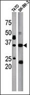 Isoprenylcysteine Carboxyl Methyltransferase antibody, AP12275PU-N, Origene, Western Blot image 