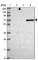 Netrin 3 antibody, HPA050817, Atlas Antibodies, Western Blot image 