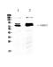 Nuclear Respiratory Factor 1 antibody, PA5-79763, Invitrogen Antibodies, Western Blot image 