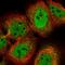 Cell Division Cycle 14A antibody, HPA023783, Atlas Antibodies, Immunofluorescence image 