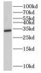 NmrA-like family domain-containing protein 1 antibody, FNab05769, FineTest, Western Blot image 