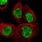 DEAH-Box Helicase 15 antibody, NBP2-13919, Novus Biologicals, Immunocytochemistry image 