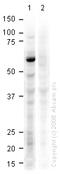 Histone Deacetylase 1 antibody, ab19845, Abcam, Western Blot image 