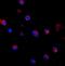 CD69 Molecule antibody, A00529-2, Boster Biological Technology, Immunofluorescence image 