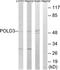 DNA Polymerase Delta 3, Accessory Subunit antibody, TA315095, Origene, Western Blot image 