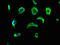 Vasorin antibody, CSB-PA025796OA01HU, Cusabio, Immunofluorescence image 