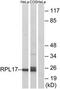 Ribosomal Protein L17 antibody, TA314461, Origene, Western Blot image 