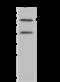 Solute Carrier Family 34 Member 1 antibody, 201963-T34, Sino Biological, Western Blot image 