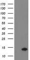 Coiled-Coil-Helix-Coiled-Coil-Helix Domain Containing 5 antibody, TA502668S, Origene, Western Blot image 