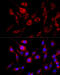 Fibroblast Growth Factor Receptor 2 antibody, 14-421, ProSci, Immunofluorescence image 