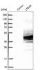 BLT1 antibody, NBP1-89959, Novus Biologicals, Western Blot image 