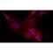 Neurocan antibody, MA1-5843, Invitrogen Antibodies, Immunofluorescence image 