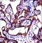 Alkaline Phosphatase, Germ Cell antibody, LS-B15658, Lifespan Biosciences, Immunohistochemistry frozen image 