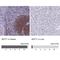Septin 1 antibody, NBP1-84251, Novus Biologicals, Immunohistochemistry paraffin image 