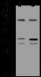 Rhomboid Like 2 antibody, 206862-T32, Sino Biological, Western Blot image 