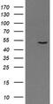 PNMA Family Member 3 antibody, MA5-25427, Invitrogen Antibodies, Western Blot image 