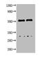 Dog IgG antibody, LS-C210698, Lifespan Biosciences, Western Blot image 