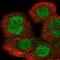 Importin 8 antibody, NBP1-87878, Novus Biologicals, Immunofluorescence image 