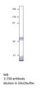 Dopamine Receptor D5 antibody, MBS540234, MyBioSource, Western Blot image 