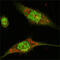 Mitogen-Activated Protein Kinase 1 antibody, abx010745, Abbexa, Enzyme Linked Immunosorbent Assay image 