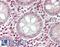 Spondin 2 antibody, LS-B11767, Lifespan Biosciences, Immunohistochemistry frozen image 