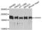 Laminin Subunit Beta 1 antibody, AHP2491, Bio-Rad (formerly AbD Serotec) , Western Blot image 