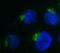 Beta-1,4-Galactosyltransferase 1 antibody, ALX-803-339-C050, Enzo Life Sciences, Immunocytochemistry image 