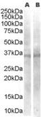 Wnt Family Member 4 antibody, orb18753, Biorbyt, Western Blot image 