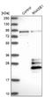 RNase 1 antibody, NBP1-87804, Novus Biologicals, Western Blot image 