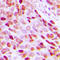 Histone H3 antibody, abx133075, Abbexa, Western Blot image 