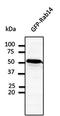 RAB14, Member RAS Oncogene Family antibody, orb11620, Biorbyt, Western Blot image 