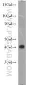 GDP-Mannose 4,6-Dehydratase antibody, 15442-1-AP, Proteintech Group, Western Blot image 
